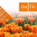 Beasiswa “Orange Tulip”